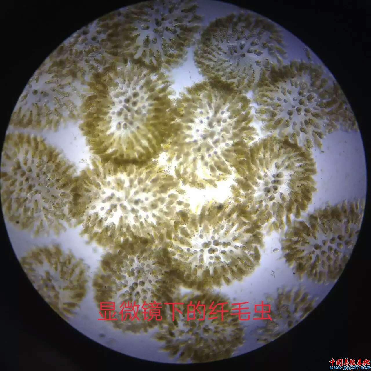 中國養殖基地 yzjidi.com